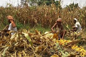 Untimely rains cause trouble for maize farmers